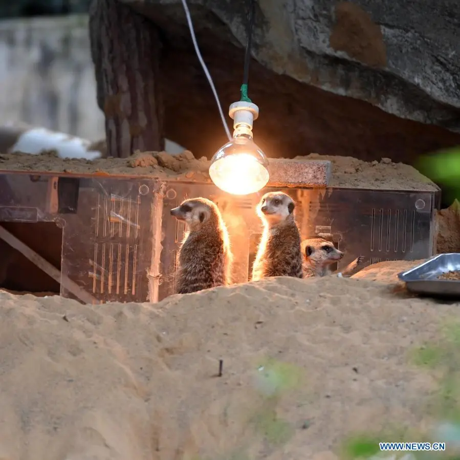 In pics：animals at Chongqing Zoo