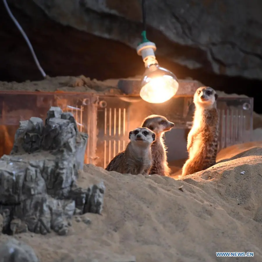 In pics：animals at Chongqing Zoo