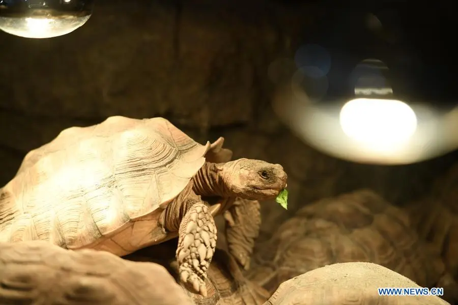 In pics：animals at Chongqing Zoo