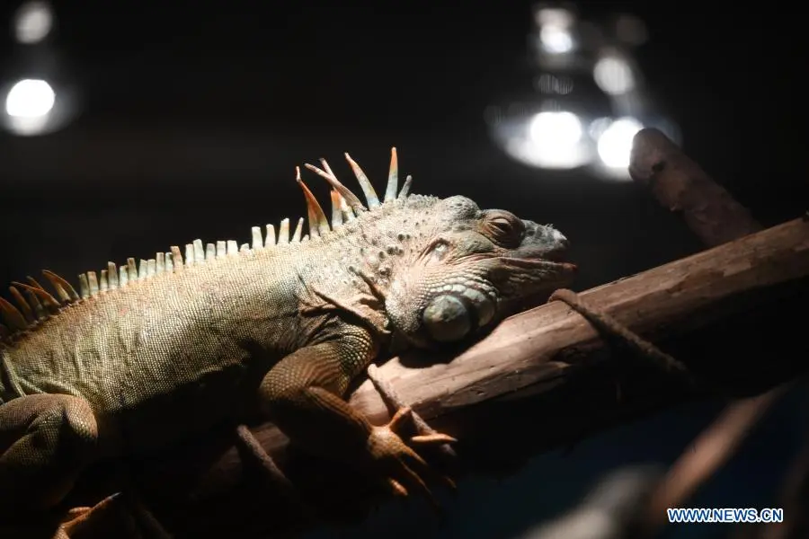 In pics：animals at Chongqing Zoo