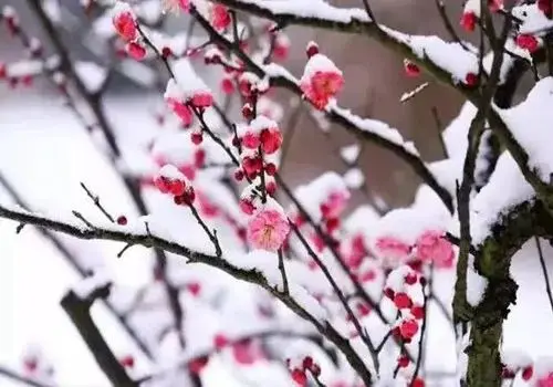 杜甫唯一的一首梅花诗，诗眼还不在梅花