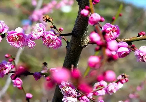 杜甫唯一的一首梅花诗，诗眼还不在梅花