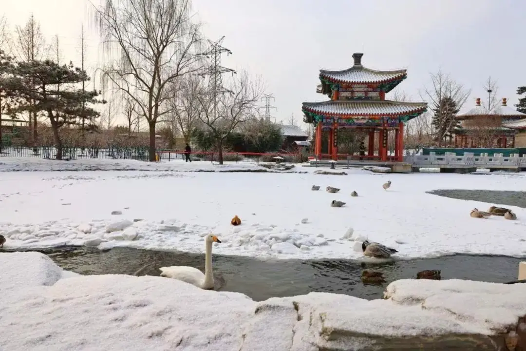 2021年初雪，北京号带您看最美的北京城