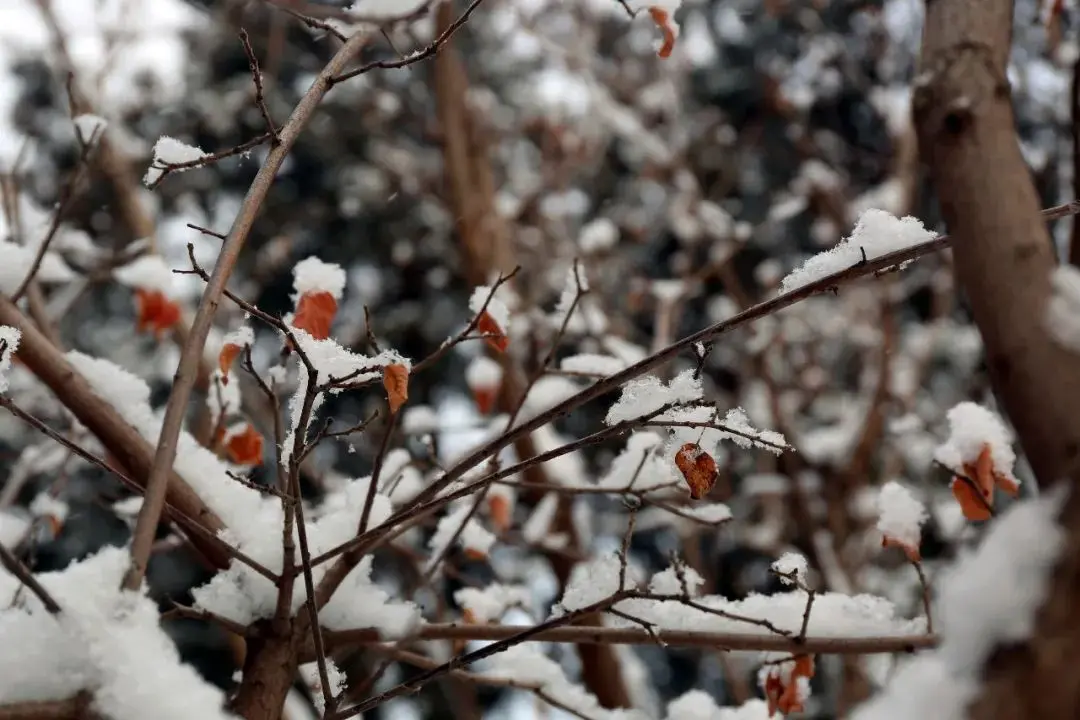 2021年初雪，北京号带您看最美的北京城