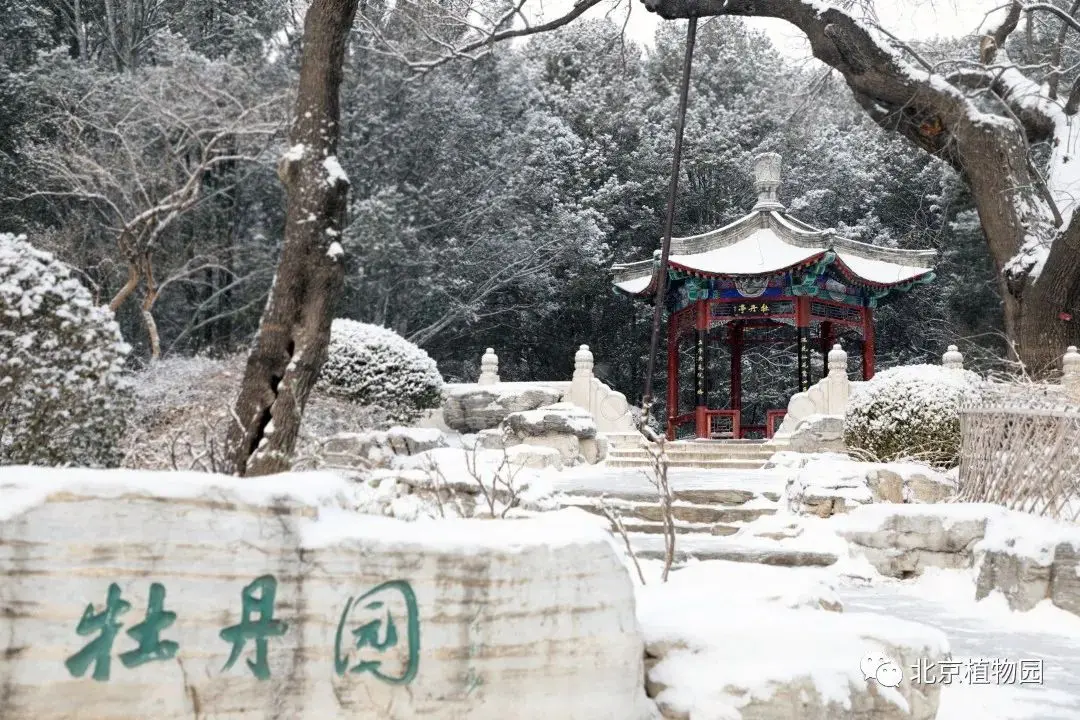 2021年初雪，北京号带您看最美的北京城