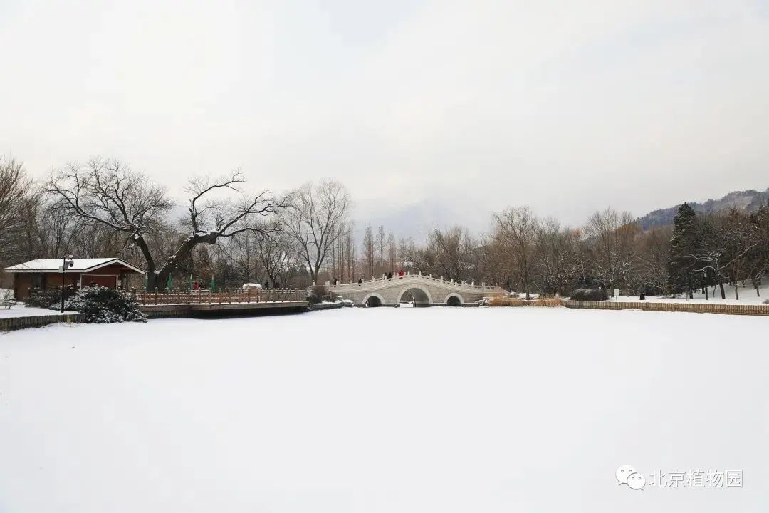 2021年初雪，北京号带您看最美的北京城