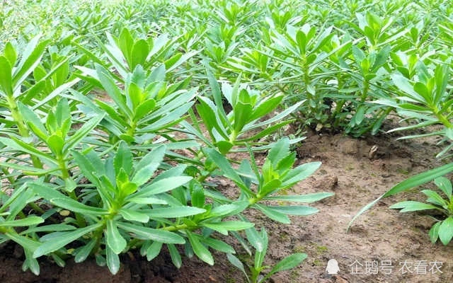 含钙是牛奶3倍，常用刷火锅，风味独特，俗称“金不换”