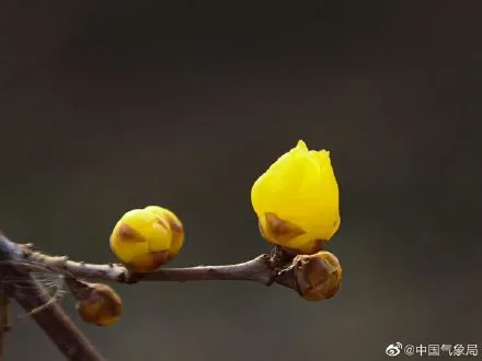 腊梅独自开 只为报春来