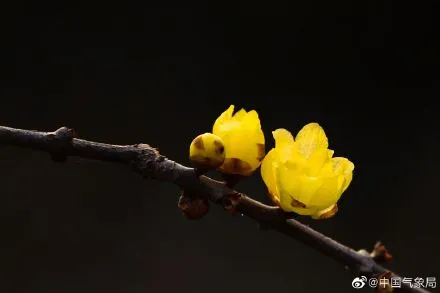 腊梅独自开 只为报春来