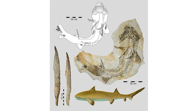 德国发现保存完好侏罗纪“巨人”鲨鱼化石，长度超过2.5米