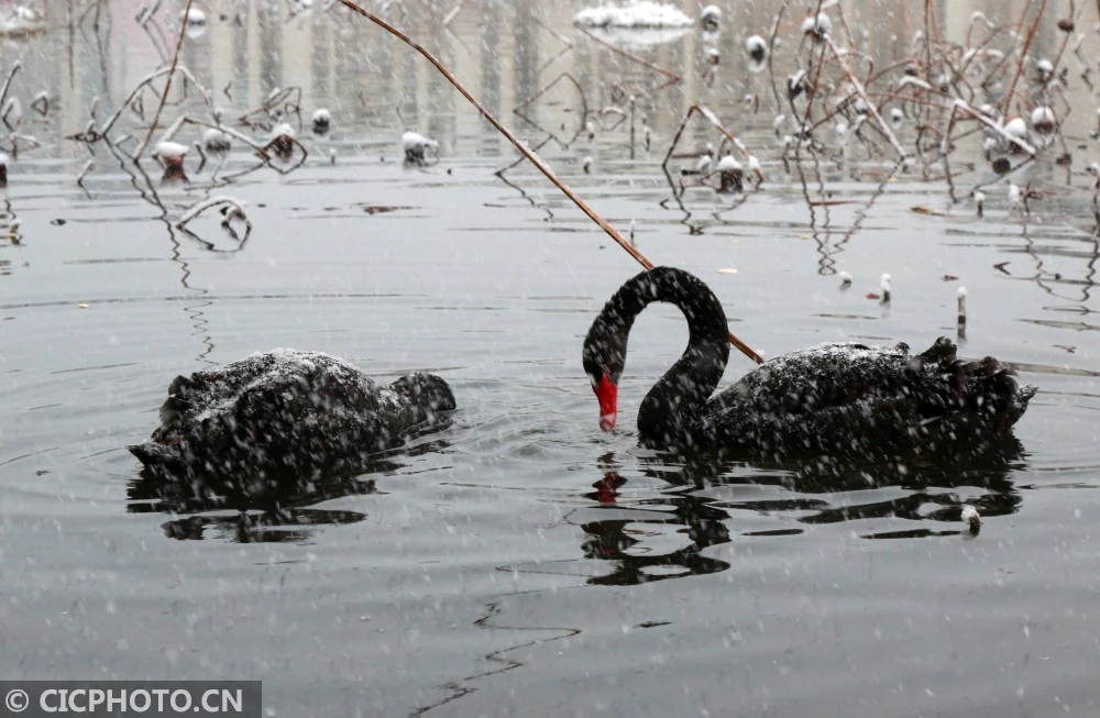 北京怀柔：雪中黑天鹅