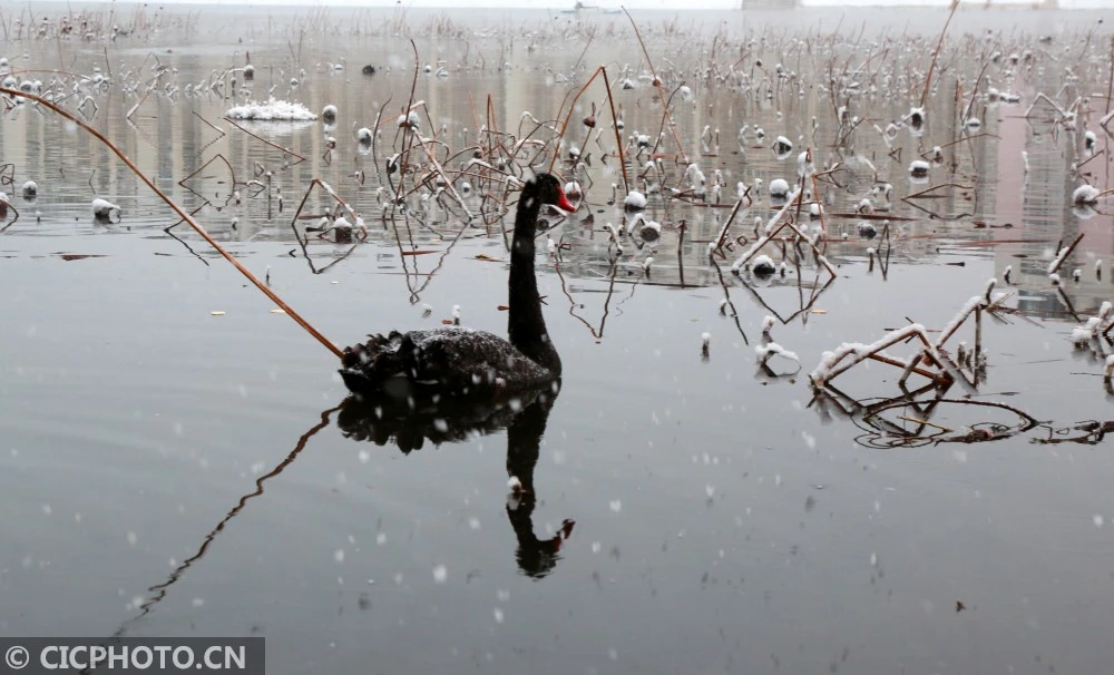 北京怀柔：雪中黑天鹅