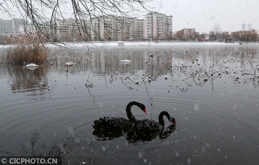 北京怀柔：雪中黑天鹅