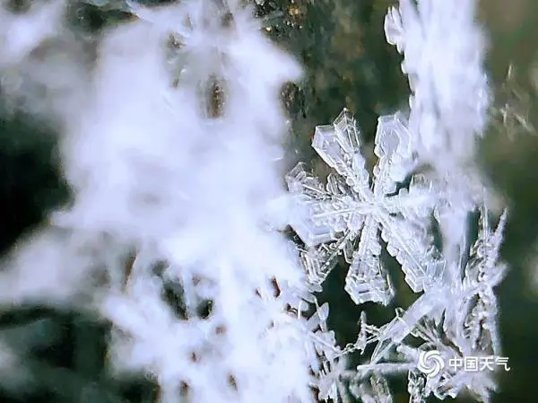 微距看北京雪花 晶莹剔透如艺术品