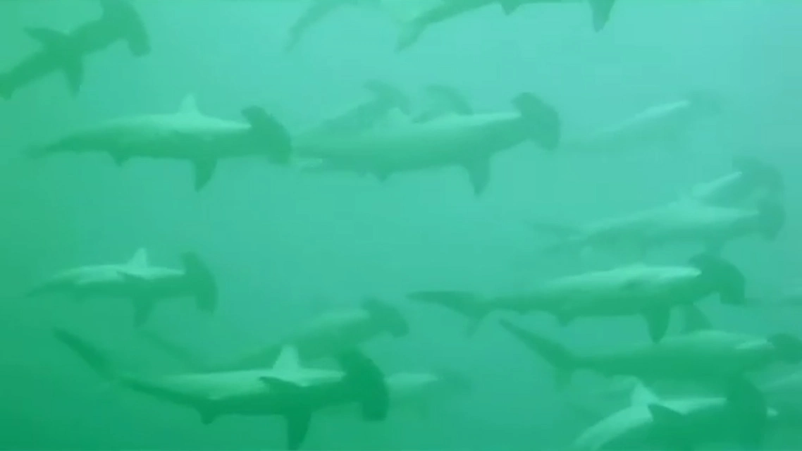 200只锤头鲨从身旁游过！潜水员在澳大利亚海域拍到惊人画面