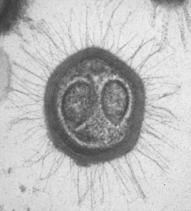 能一传十、十传百的冠状病毒到底是不是生命？