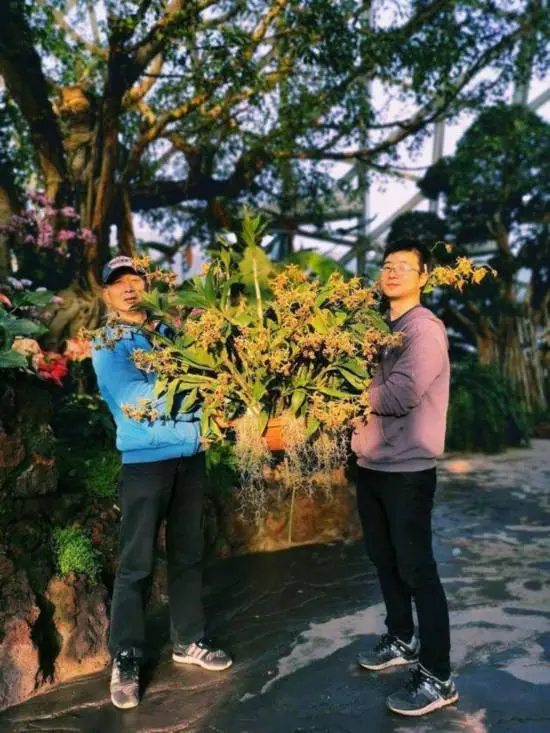 辰山植物园单株兰花花量500朵跨年绽放 华岩扇也首次开花