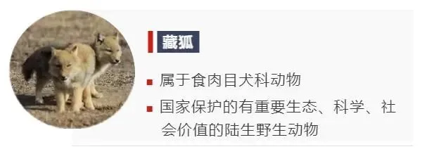 当动物发现红外相机时，它们的反应亮了！