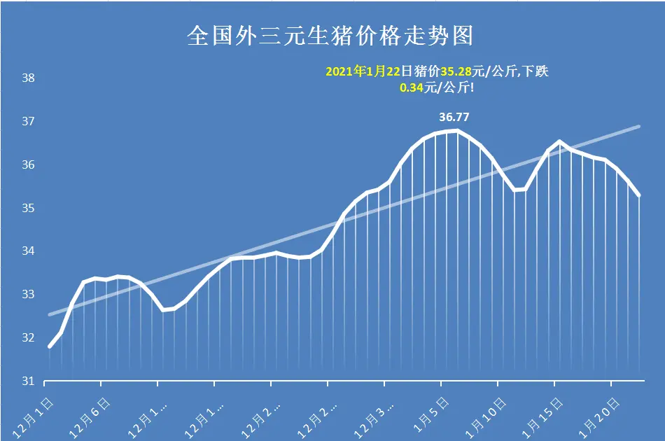 1月22日！猪价大厦将倾！行情跳水大跌！猪肉降价来袭？答案来了