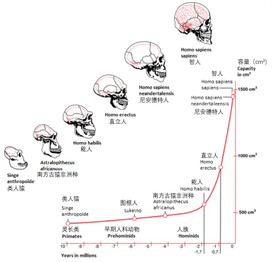 脑袋越大就会越聪明么？