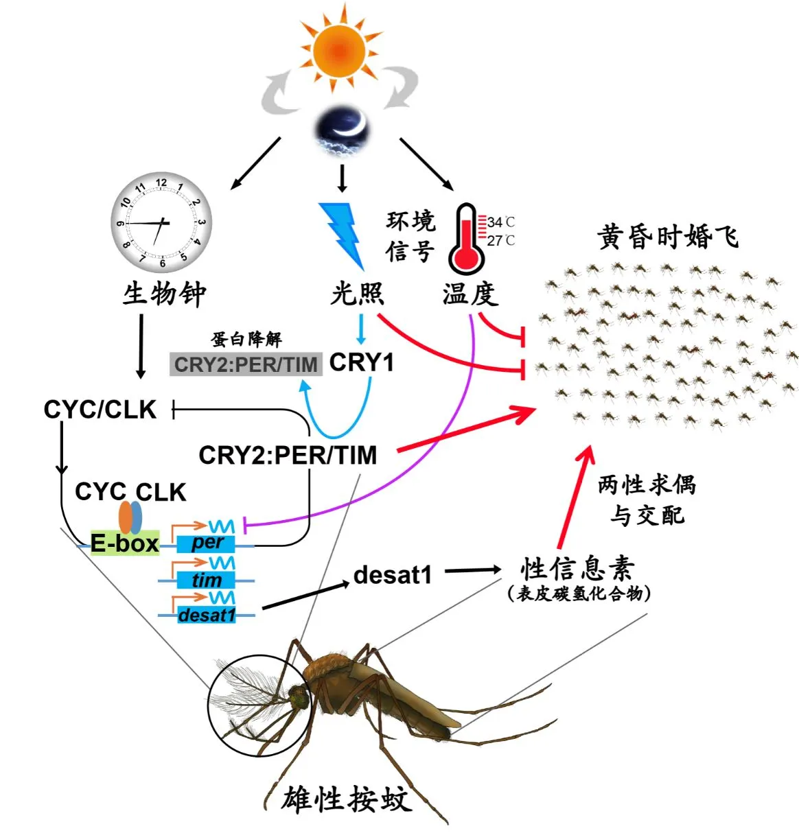 灭蚊新发现登上SCIENCE：发现按蚊“爱的气味”，科学家揭开其婚飞求偶奥秘