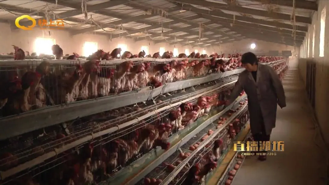 肉菜蛋价平稳涨落 市民应理性购买