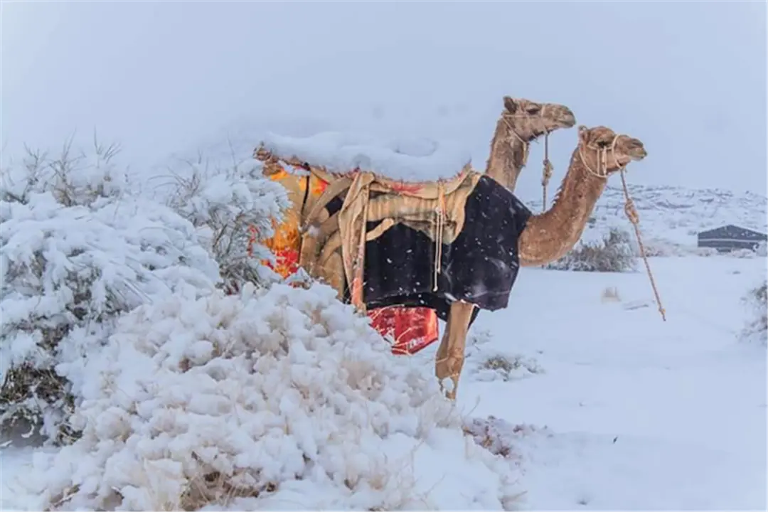 撒哈拉沙漠罕见降雪，科学家却高兴不起来，玛雅预言要实现了吗？