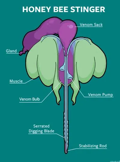 蜜蜂的刺连着内脏，蜇人后自己也会死亡，这样进化的意义是什么？
