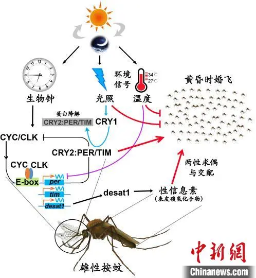 中国科学家破解“蚊子相亲”奥秘 干扰交配有助绿色控蚊