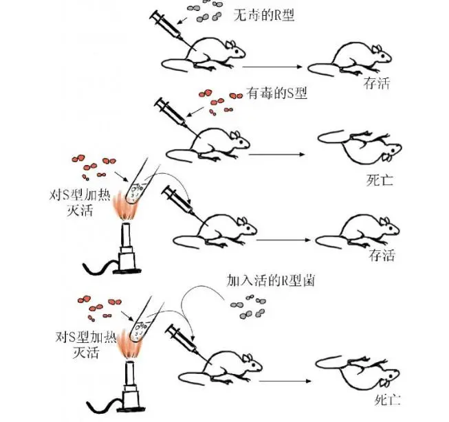 有关基因的一些小知识！