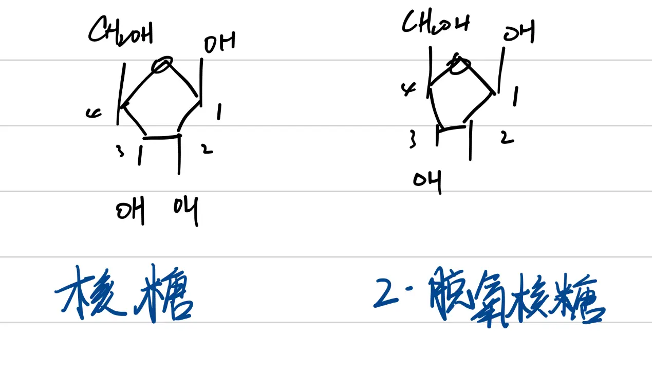 有关基因的一些小知识！