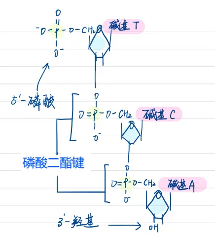 有关基因的一些小知识！