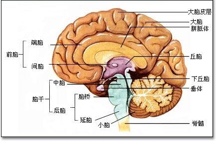 土匪头子维莱拉的尸体头颅被打开，军医目瞪口呆！坏人真有特征？