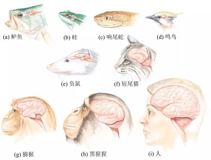 人的大脑为什么不长在胸腔里，或者说大多动物大脑都在头部，为什么？