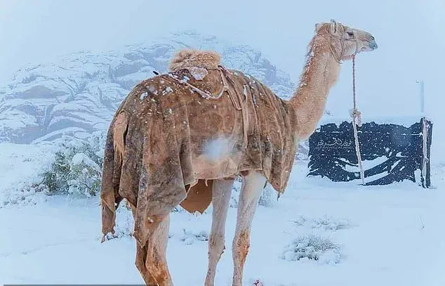 什么鬼？撒哈拉沙漠居然下雪了！