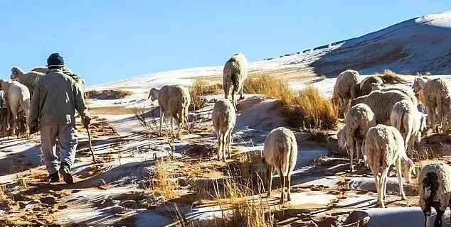 什么鬼？撒哈拉沙漠居然下雪了！