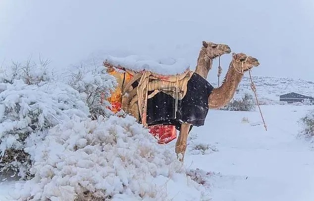 什么鬼？撒哈拉沙漠居然下雪了！