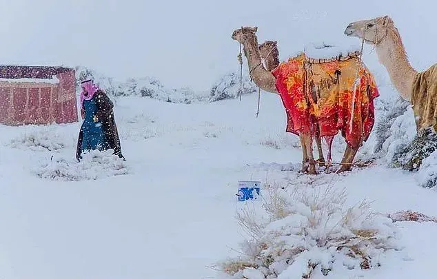 什么鬼？撒哈拉沙漠居然下雪了！