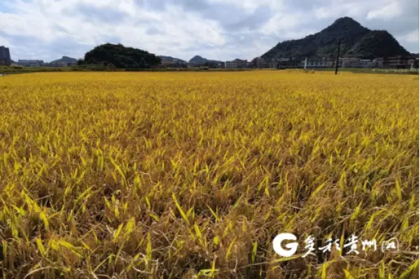 增速连续7年居全国前列 2020年贵州农业总产值增长6.5％