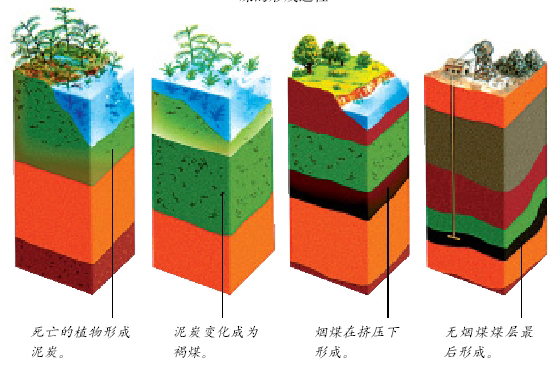 九米厚的煤层是多高的树木变成的？成规模的煤层为啥都带倾角？