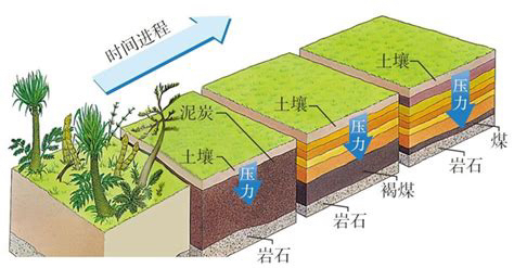 九米厚的煤层是多高的树木变成的？成规模的煤层为啥都带倾角？