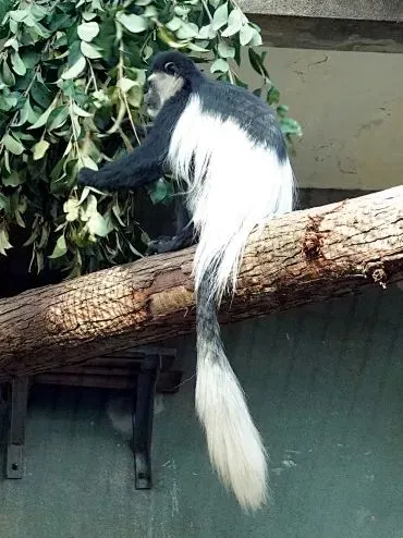 黑白疣猴的吃播