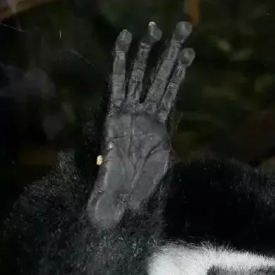 黑白疣猴的吃播