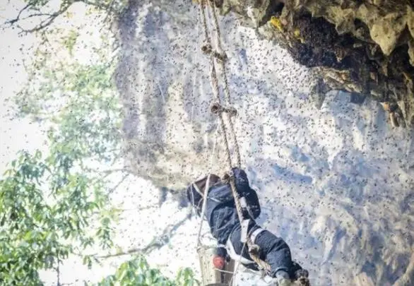 喜马拉雅山采蜜人，百米高空拿命采蜜，杜鹃花蜂蜜却5倍价也不卖