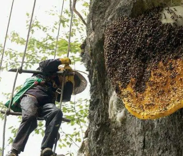 喜马拉雅山采蜜人，百米高空拿命采蜜，杜鹃花蜂蜜却5倍价也不卖