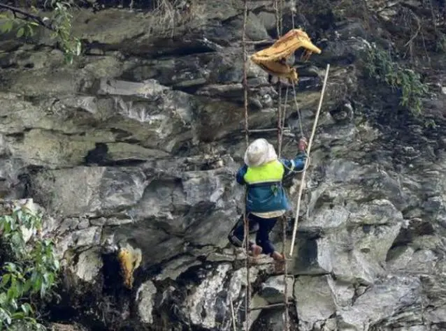 喜马拉雅山采蜜人，百米高空拿命采蜜，杜鹃花蜂蜜却5倍价也不卖