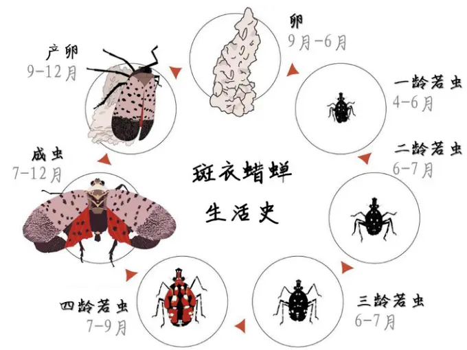 美国多地被隔离，原因不是病毒，而是虫子……