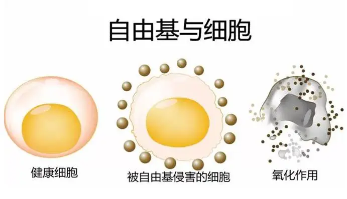 氧气是毒药？研究者发现其带有毒性，毁掉一个人最快只需70年