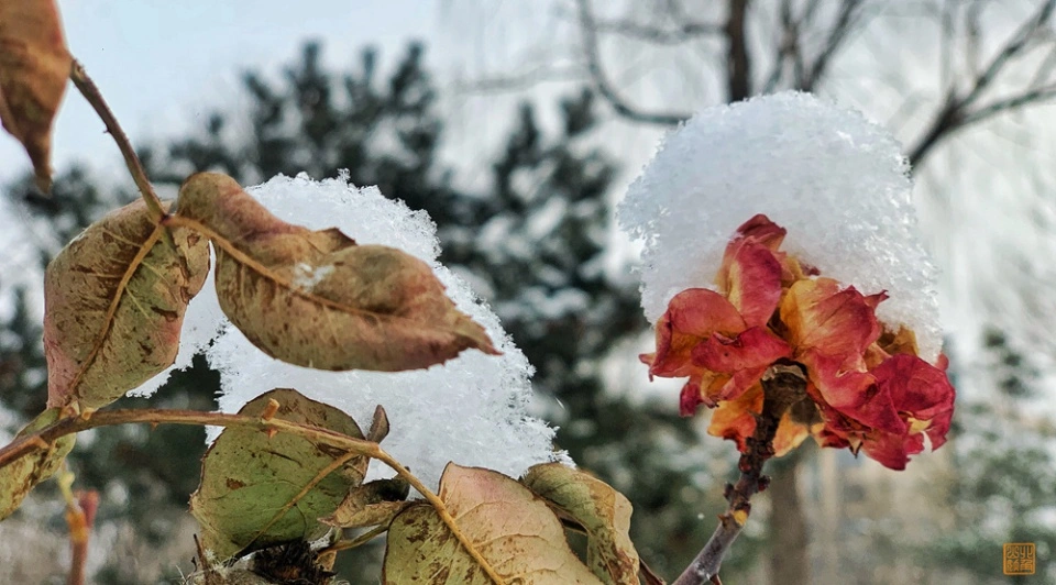 雪后清华，风景很美颜值超高，不输任何国外大学