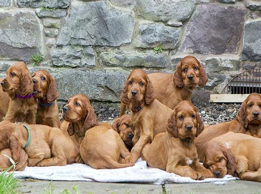 一胎生下15只小狗，1年后它们再次相聚，看了让人忍不住落泪了